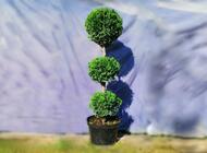 Grajewo ogłoszenia: Tuje w przystępnej cenie sprzedam
- Szmaragd 40 cm 5 zł
-... - zdjęcie
