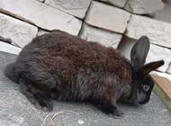 Grajewo ogłoszenia: Sprzedam króliki 2 samice rasy mieszanej barana fraciskiego i... - zdjęcie
