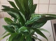 Grajewo ogłoszenia: Sprzedam skrzydlokwiat - zdjęcie