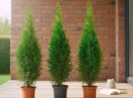 Grajewo ogłoszenia: Sprzedam tuje i krzewy ozdobne w doniczkach, różne gatunki.... - zdjęcie