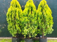 Grajewo ogłoszenia: Sprzedam tuje i krzewy ozdobne w doniczkach, różne gatunki.... - zdjęcie