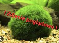 Grajewo ogłoszenia: Sprzedam roślinki z akwarium idealne dla początkujących, cena... - zdjęcie