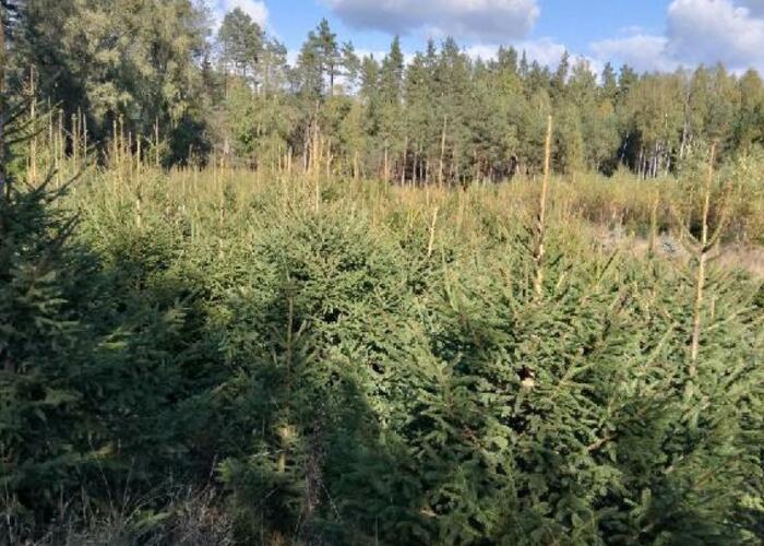 Grajewo ogłoszenia: Plantacja choinek  w miejscowość  - Cibory  ( przy drodze...