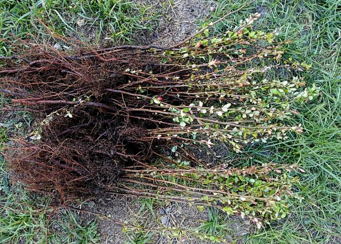 Grajewo ogłoszenia: Sprzedam sadzonki pigwowca nadwyżka z ogrodu cena za sztukę 2.5 zl