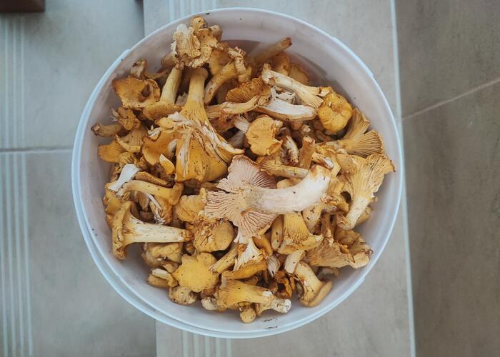 Grajewo ogłoszenia: Sprzedam 1,5 kg kurek, obrane