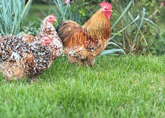 Grajewo ogłoszenia: Oddam za koszt utrzymania kury ozdobne kochiny i silki w różnym...